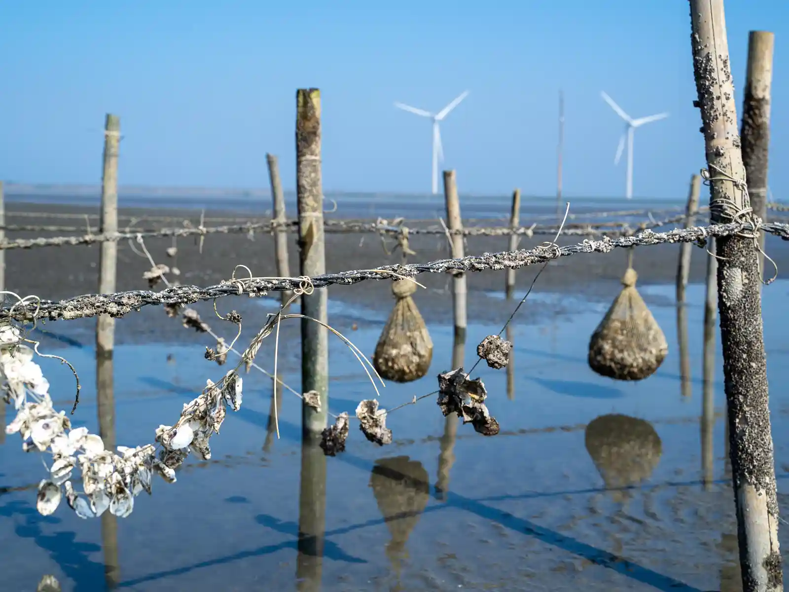 Day 7: Sun Moon Lake Cruise, Puli Paper Culture & Changhua Wetland Ecology